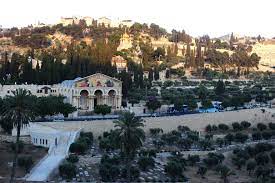 يُدهن به ملك بريطانيا.. ماذا تعرف عن رحلة زيت الزيتون الفلسطيني من القدس للندن؟