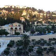 يُدهن به ملك بريطانيا.. ماذا تعرف عن رحلة زيت الزيتون الفلسطيني من القدس للندن؟